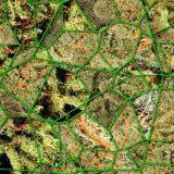 Crackle-Bud.jpg