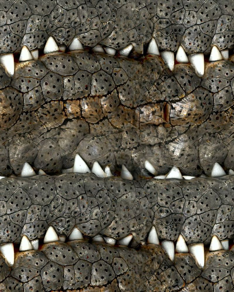 Crocodile Teeth 42
