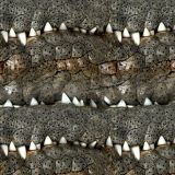 Crocodile-Teeth-42.jpg