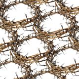 Crown-of-Thorns-22-thumb.jpg