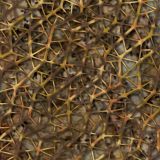 Cryptic-Cells-Camo-24-thumb.jpg