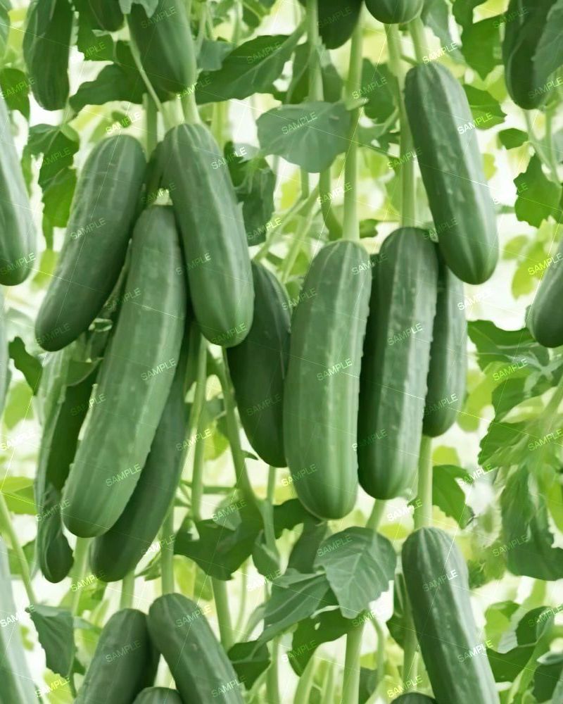 Cucumbers 42