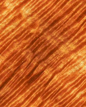 Curly Maple Woodgrain 25