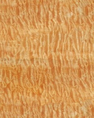 Curly Maple Woodgrain 23