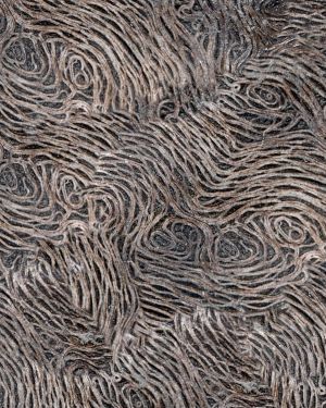 Curly Wood 23