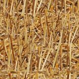 Cut-Straw.jpg