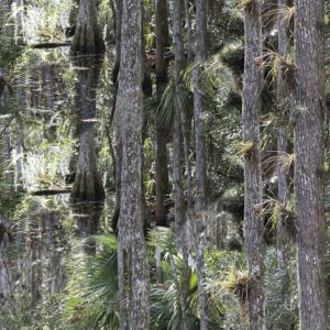 Cypress Swamp