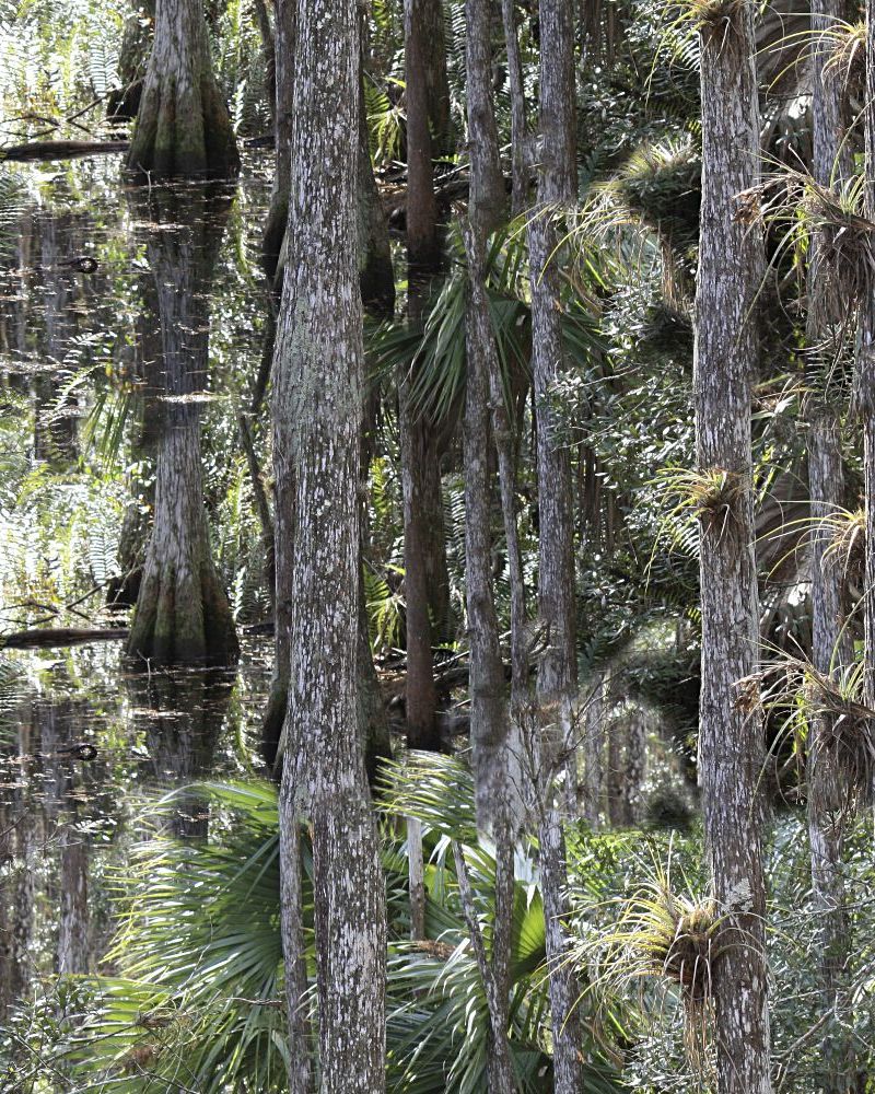 Cypress Swamp