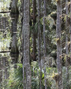 Cypress Swamp