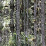 Cypress-Swamp.jpg