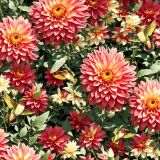 Dahlias-with-Hummingbirds.jpg