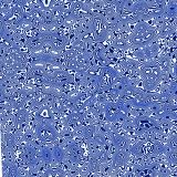 Damascus-Blue-thumb.jpg