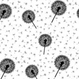 Dandelions-22.jpg