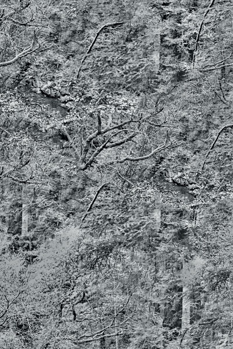 Dark Forest Background