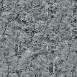 Dark-Forest-Baground.jpg