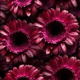 Dark-Pink-Gerbera-Flowers-thumb.jpg