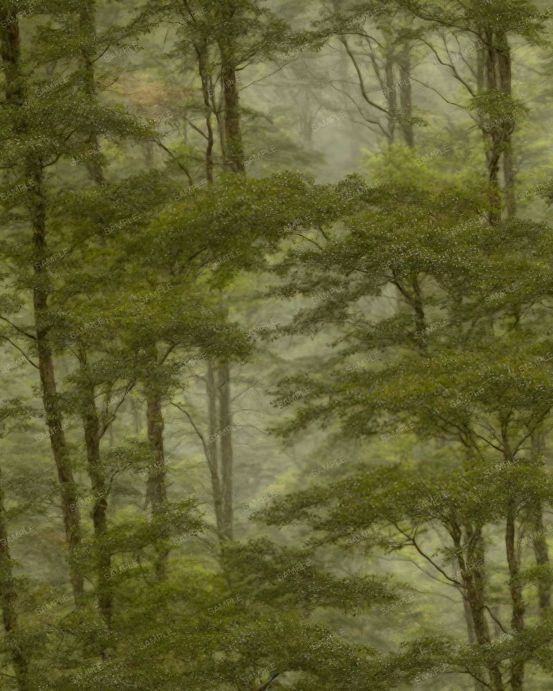 Deep Forest Camouflage