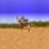 Deer-Field-15x17-1.jpg