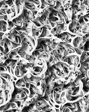Deer Skulls 33