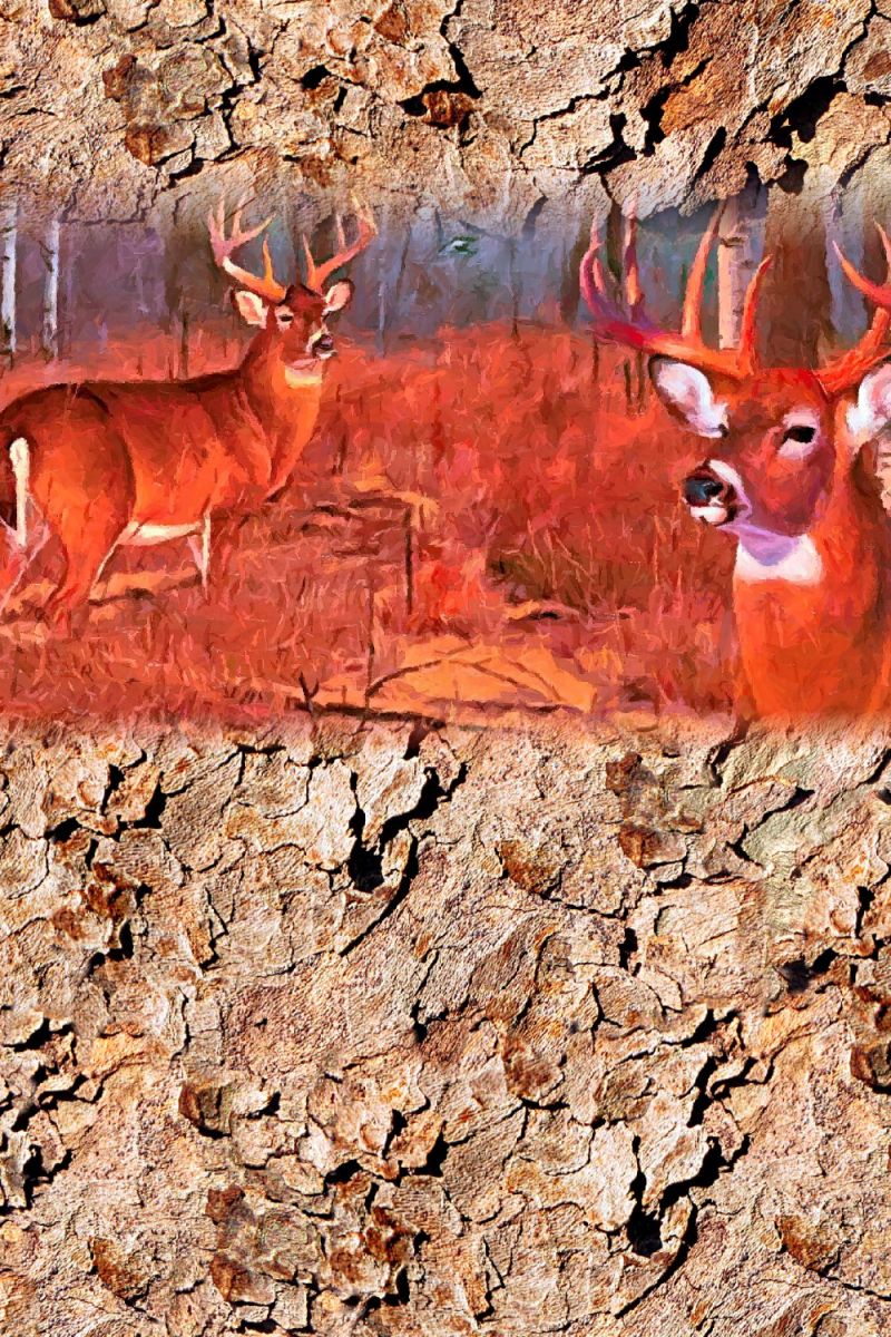 Deer Woods 24