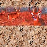 Deer-Woods-24.jpg