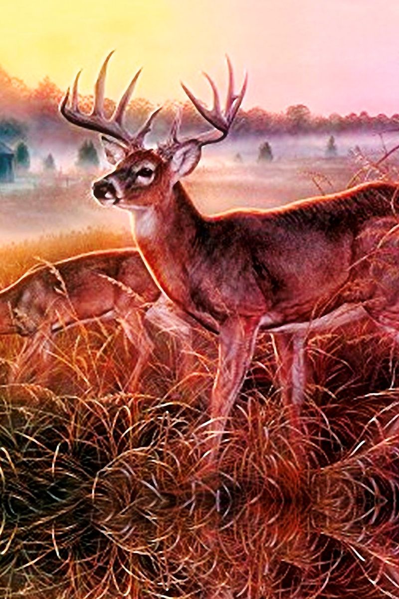 Deer in Grass 22 11×16 Not Seamless