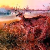 Deer-in-Grass-22.jpg