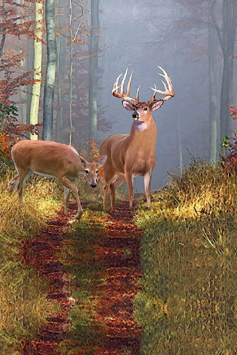 Deer in the Woods 11×16