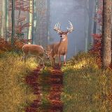 Deer-in-the-Woods-11x16-1.jpg