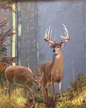 Deer in the Woods 22