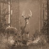 Deer-in-the-Woods-23.jpg