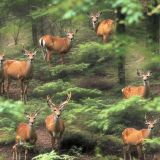 Deer-in-the-Woods-44.jpg