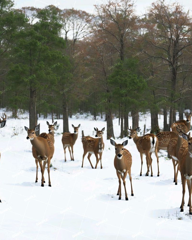 Deer in the Woods 45