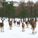 Deer-in-the-Woods-45.jpg