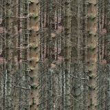 Dense-Fall-Forest-22.jpg