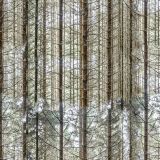 Dense-Fall-Forest-23.jpg