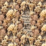 Desert-Brambles.jpg