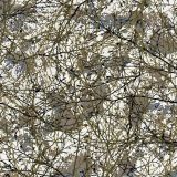 Desert-Branches-22-Camo.jpg