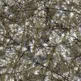 Desert-Branches-23-Camo.jpg