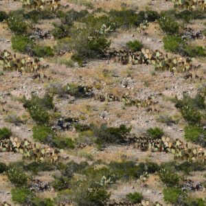 Desert Cactus Camouflage