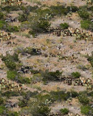 Desert Cactus Camouflage