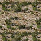Desert-Cactus-Camo.jpg