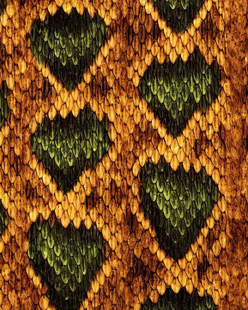 Diamondback Rattlesnake Orange Green