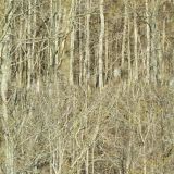 Distant-Trees-Camo.jpg