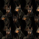 Doberman-22.jpg