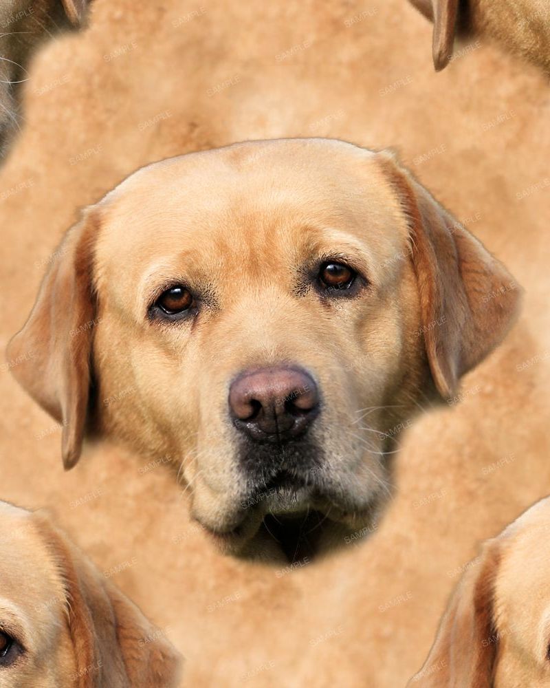 DogFace 22