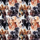 Dogs-25.jpg