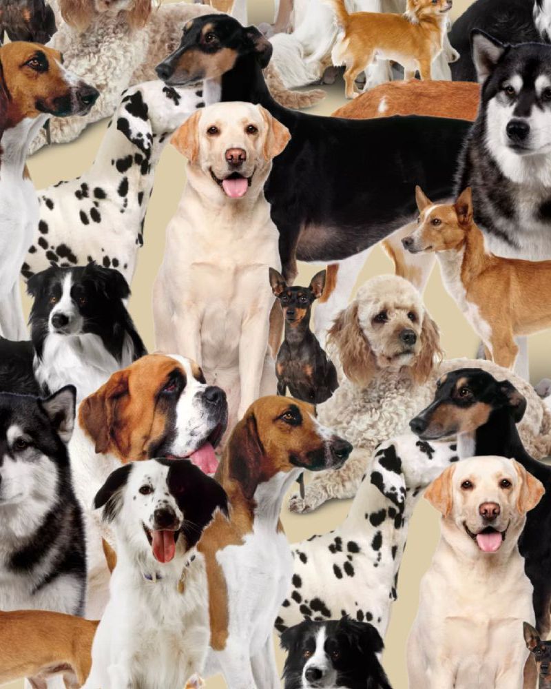 Dogs 27