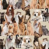 Dogs-and-Cats-22.jpg
