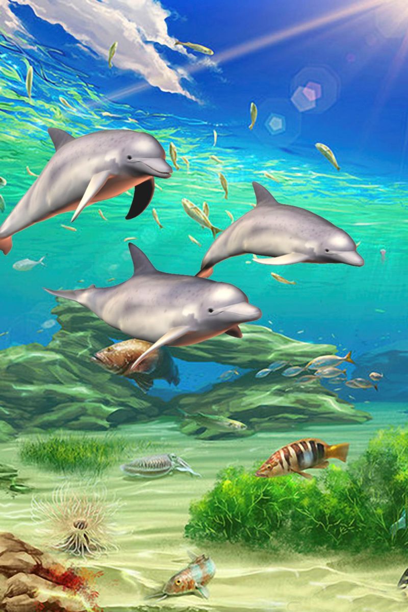 Dolphins 11×16